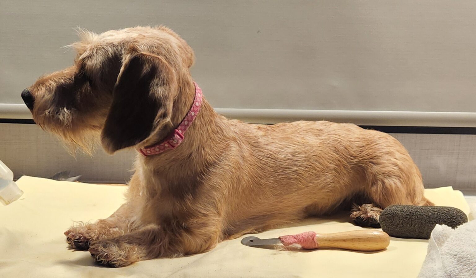 Resources florida gulf coast dachshund club